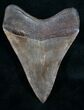 Georgia River Megalodon Tooth - Great Tip #9415-2